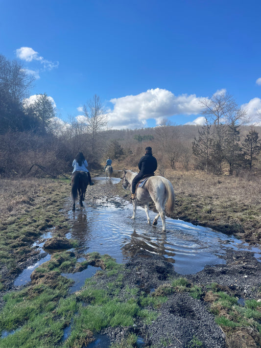 Western Horseback Lessons